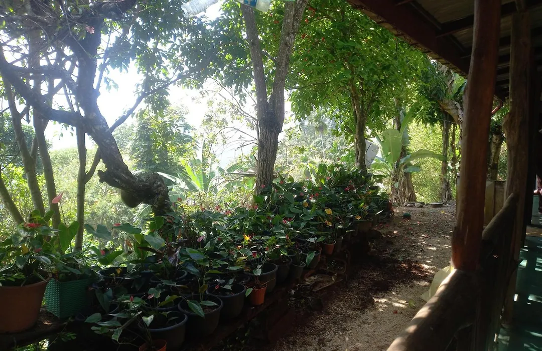Oasis Ella-1