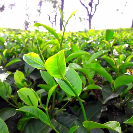 Green Paradise-2